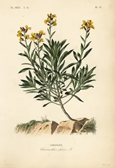 Wallflower: Wallflower, Erysimum cheiri