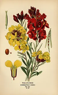 Clematis: Wallflowers, Erysimum ? cheiri