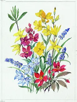 Wallflowers: Wallflowers, scilla, grape hyacinth etc