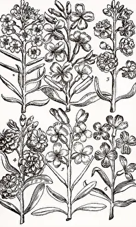 Sole: Wallfowers (Cheiranthus) also known as Gillyflowers