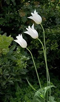 Walmer: Walmer Castle, Walmer, Dover, Kent