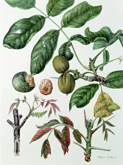 Regia: Walnut ? botanical study