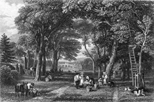 Baskets: Walnut Gathering near Richmond Bridge