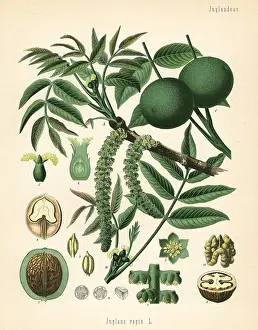 Regia: Walnut, Juglans regia
