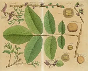 Grows: WALNUT/LEAVES/BRANCH &C