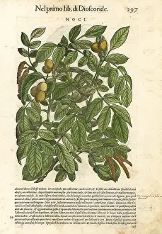 Mattioli: Walnut tree, Juglans major
