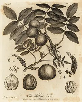 Arborist: Walnut tree, Juglans regia