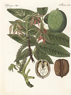 Engraved Plates: Walnut tree, Juglans regia