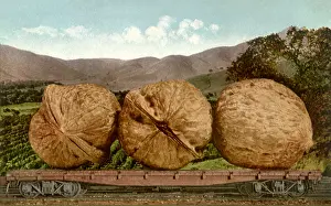 Nuts: Walnuts in Railroad Car