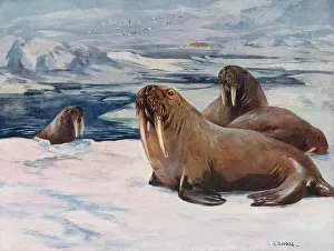 Walrus: WALRUS 1909