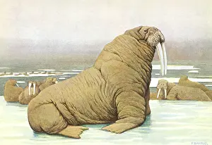 Walrus: Walrus