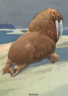 Walrus: Walrus