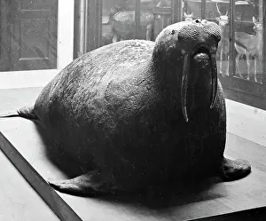 Walrus: Walrus, British Museum