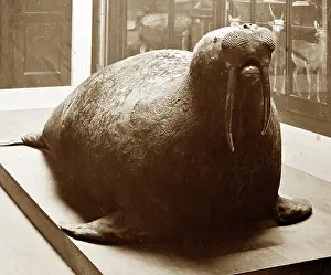 Walrus: Walrus, British Museum