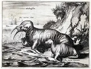 Voyagers: WALRUS / DE BRY C1520