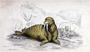 Walruses: WALRUS C1840