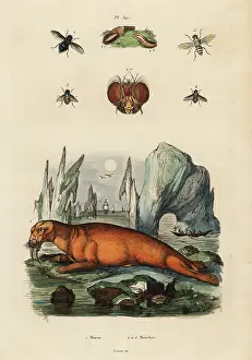 Du Casse: Walrus and flies