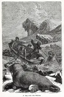 Walrus: Walrus Hunting
