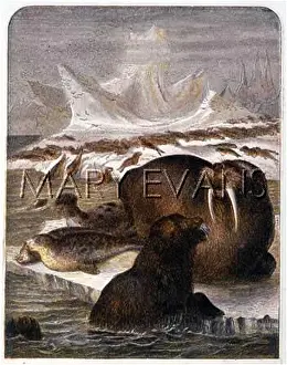 Kronheim: WALRUS / KRONHEIM 1876