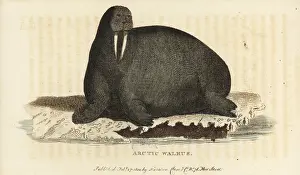 Rosmarus: Walrus, Odobenus rosmarus