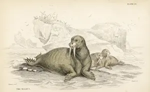 Rosmarus: Walrus, Odobenus rosmarus