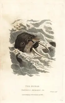 Rosmarus: Walrus, Odobenus rosmarus