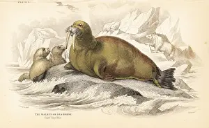 Lizars: Walrus, Odobenus rosmarus