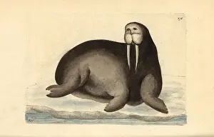 Nodders: Walrus, Odobenus rosmarus