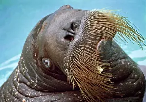 Rosmarus: Walrus Odobenus Rosmarus in Captivity