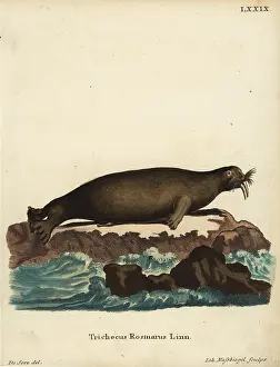 Linn: Walrus, Odobenus rosmarus. Vulnerable