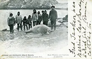 Newfoundland: Walrus Pup & Captors, Newfoundland