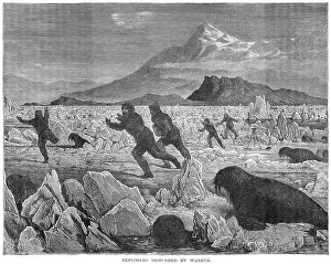 Walrus: WALRUSES AND EXPLORERS
