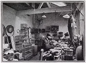 Taxidermy: Walter Rothschild's Museum at Tring 1908
