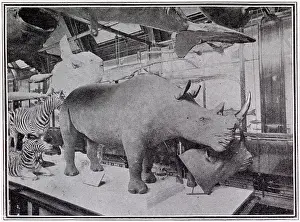 Rothschilds: Walter Rothschild's Museum at Tring 1908