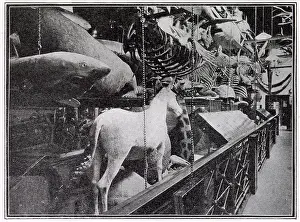 Rothschilds: Walter Rothschild's Museum at Tring 1908