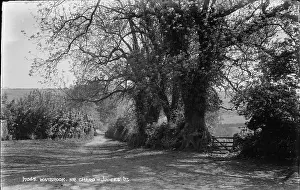 Chard: Wambrook Lane