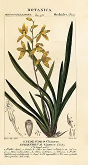 Borsa: Wan dai-fu orchid, Cymbidium sinense