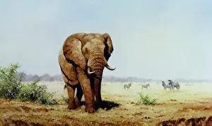 Wanderer: The Wanderer ' Elephant with Zebras