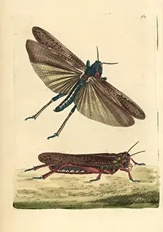 Gryllus: Wandering or migratory locust, Gryllus migratoria