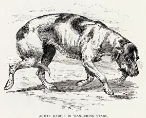 Acute: WANDERING RABID DOG