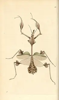 Mantis: Wandering violin mantis, Indian rose mantis