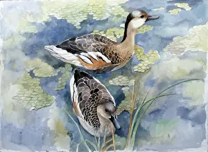 Wandering: Wandering Whistling Duck ' Australian