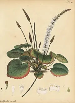 Botanical Artist: Wandplant, Galax aphylla