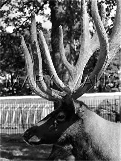 Wapiti: WAPITI DEER