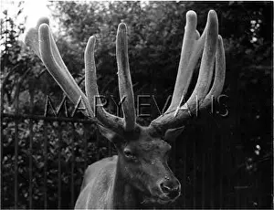 Wapiti: WAPITI DEER