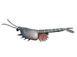 Antenna: Waptia is an extinct arthropod from the Cambrian of Canada