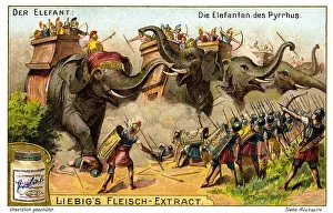 Epirus: War elephants