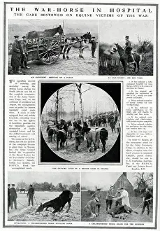 Veterinary: The War-horses in hospital 1915