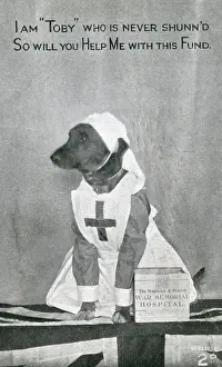Toby: WAR MEMORIAL FUND - DOG