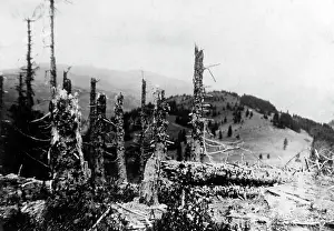 Carpathian: War-ravaged forest in the Carpathians, 1916